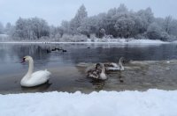 &quot;Baltosios gulbės ežeras&quot; Rita Būgienė